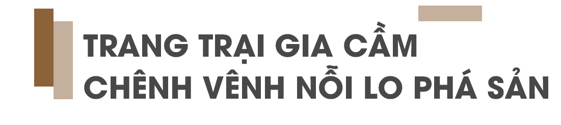 Thịt lợn tăng phi mã, gia cầm rẻ như cho và nỗi lo thiếu nguồn cung lặp lại - 5