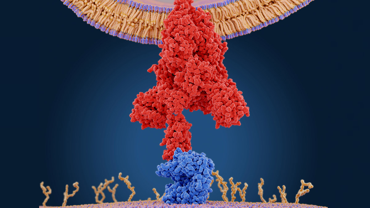 Hình minh họa quá trình xuyên phá Enzyme chuyển đổi angiotensin 2 (ACE2) của virus SARS-CoV-2