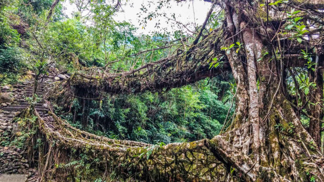 Cầu rễ cây, Ấn Độ: Cây cầu ở bang Meghalaya không được làm từ thép hay bê tông mà được hình thành từ rễ cây. Người dân địa phương đã trồng cây ở hai bên bờ sông và dần uốn rễ của chúng dọc bộ khung tạm bắc qua mặt nước. Một cây cầu rễ cây có thể cần 10 đến 15 năm để hình thành.
