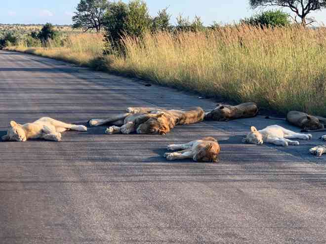 Các chú sư tử ngủ ngon lành trên đường. Ảnh: Twitter