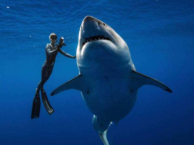 Bơi cùng cá mập trắng 50 tuổi dài 7m, nặng 2,5 tấn lớn nhất thế giới