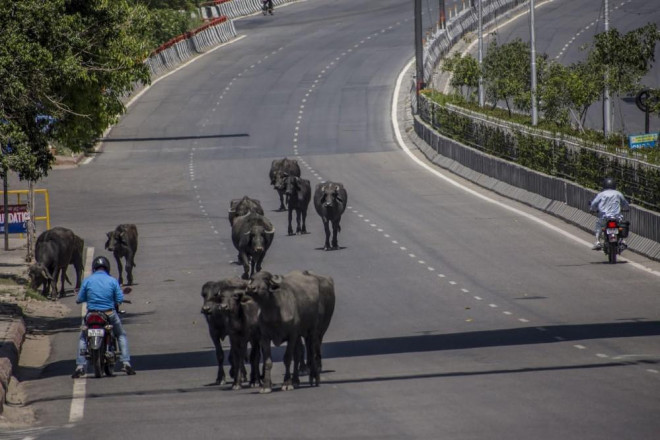 Một đàn trâu đi vào đường cao tốc vắng xe ở New Delhi, Ấn Độ. Ảnh: Yawar Nazir/Getty Images.