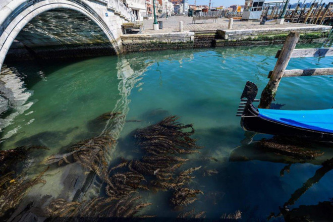 Rong biển xuất hiện nhiều hơn ở con kênh du lịch nổi tiếng tại Venice, Italy. Ảnh: Andrea Pattaro/Getty Images.