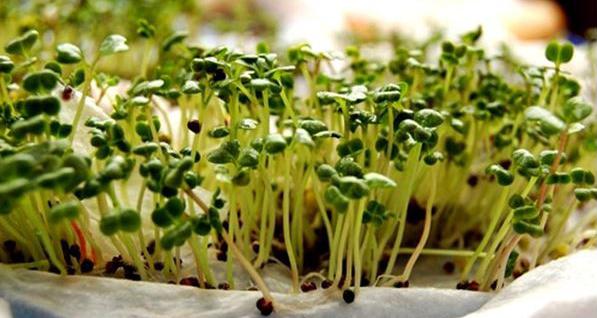 Basket, plastic tray combined with paper for growing microgreens, you have a nutritious and clean vegetable garden - 3