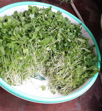 Basket, plastic tray combined with paper for growing microgreens, you have a nutritious and clean vegetable garden - 5