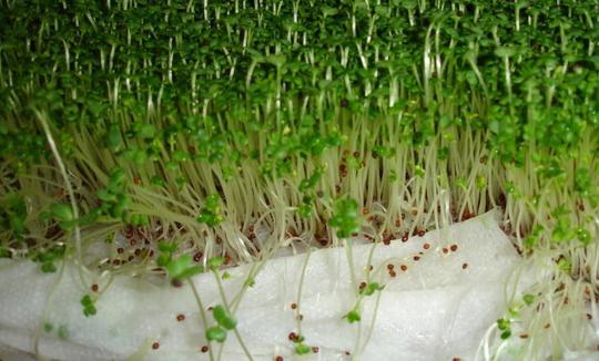 Basket, plastic tray combined with paper for growing microgreens, you have a nutritious and clean vegetable garden - 4