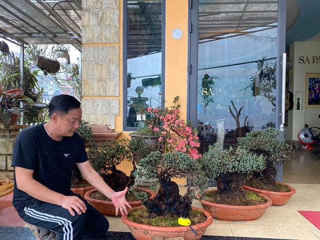 Chủ nhân của bộ sưu tập “ngũ quái bách xù" là ông Lê Minh, chủ trang trại cây hoa cảnh độc lạ ở Sa pa (Lào Cai)