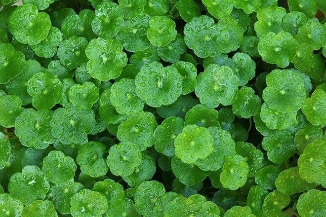 Tác dụng dưỡng da tuyệt vời từ tinh chất rau má, lành tính cho cả mẹ bầu - 1