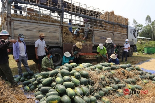 Không những được giá, dưa hấu hái đến đâu đều có thương lái đến lấy luôn nên lượng tiêu thụ dưa cũng rất nhanh.