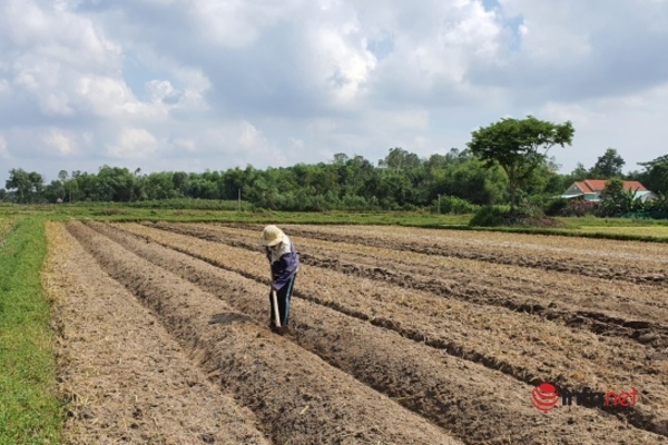 Sau vụ dưa đầu năm bội thu, người dân phấn khởi làm đất chuẩn bị cho vụ dưa tiếp theo.&nbsp;