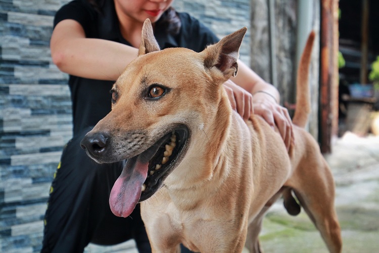 
Cận cảnh chú chó Phú Quốc tên Lốc – “nhân vật” lừng danh trong giới chơi chó bản địa tại Việt Nam.