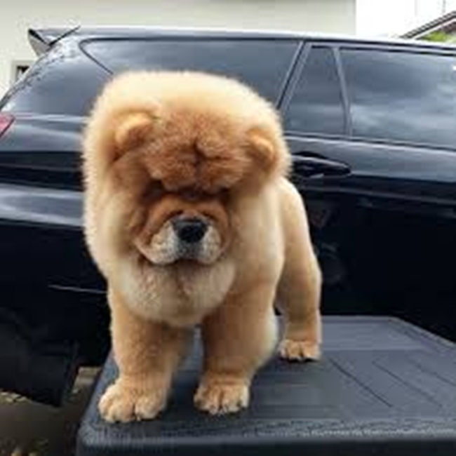 Hiện nay, Chow Chow là giống chó được bán làm thú cưng. Mức giá dao động từ 10-20 triệu đồng/con.&nbsp;Tuy vậy, vẫn có những con chó Chow Chow được bán với giá 25 triệu đồng.