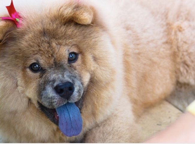 Các màu lông của Chow Chow phổ biến là&nbsp;vàng đậm, nâu, đỏ và cam. Tuy nhiên, nếu lông trắng, màu đen sẽ càng đắt.