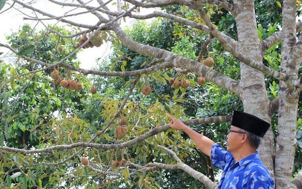 Cây sầu riêng không gai trên đảo Lambok - Ảnh: SCMP