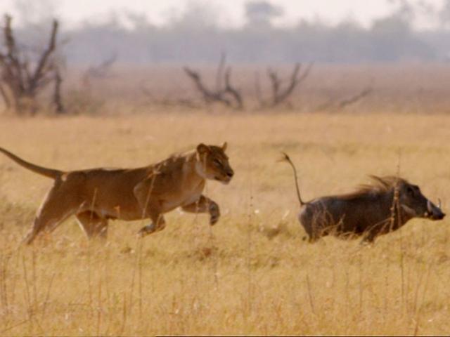 Bị 7 sư tử đuổi sát nút, lợn bướu có màn bứt tốc như ”điện xẹt”