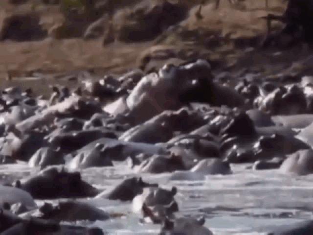 Cá sấu đơn độc bị 30 con hà mã ”đánh hội đồng” không ngóc đầu lên nổi