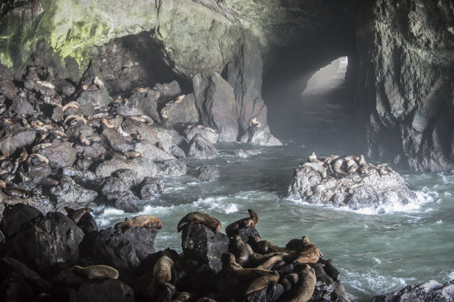 Hang sư tử biển, Mỹ: Hang động ở bang Oregon trở thành một khu bảo tồn động vật hoang dã tư nhân từ năm 1932. Vào mùa đông, những con sư tử biển trú trong hang để tránh rét. Hang được hình thành cách đây 25 triệu năm, với chiều dài tương đương một sân bóng đá và cao bằng tòa nhà 12 tầng.
