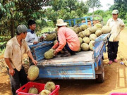 Thị trường - Tiêu dùng - Dân Lâm Đồng trồng thứ quả &quot;bốc mùi&quot;, thu tiền tỷ dễ dàng