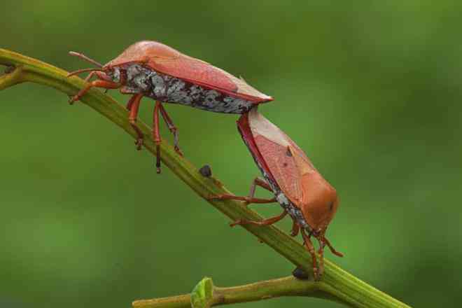 Bọ xít pentatomid là một món ăn được ưa thích ở Mexico. Ảnh: Interner&nbsp;