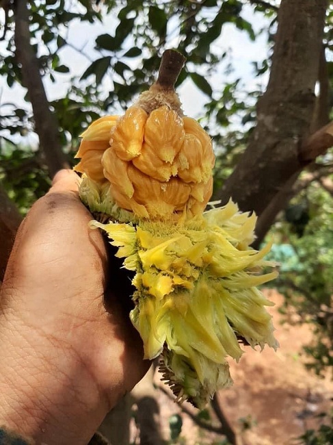 Mít rừng có vị chua chua, ngọt ngọt riêng biệt nên nhiều người rất hiếu kỳ tìm mua.