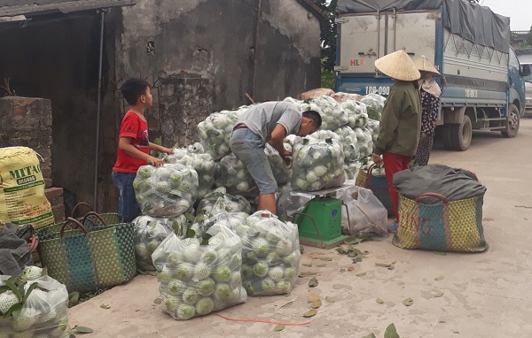 Giá ổi thu mua tại vườn chỉ từ 2.000 đồng/kg