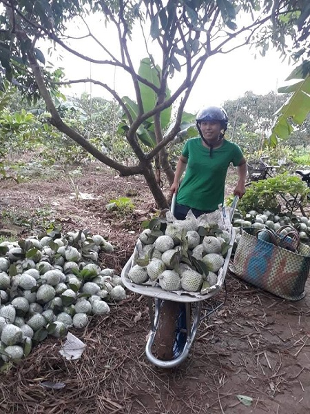 Đi từng vườn thu mua rồi đóng thùng, vận chuyển khắp nơi bán, dù vất vả nhưng hai vợ chồng chị Huế vẫn cố gắng để “thoát nghèo”.