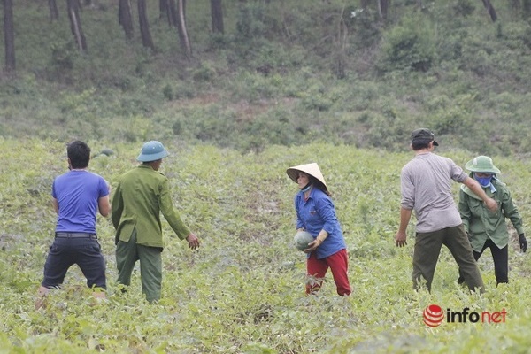 Nông dân huyện Bố Trạch hối hả thu hoạch dưa hấu trồng trước vụ.