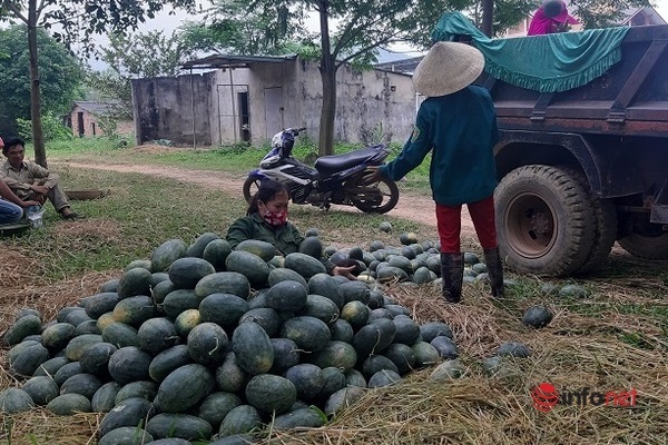 Sau khi hái ở ruộng lên, người dân vận chuyển dưa về tập kết tại bãi cho thương lái đến thu mua.