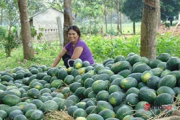 Chị Nguyễn Thị Biền (xã Phú Định, Bố Trạch) phấn khởi khi dưa hấu vừa được mùa, lại được giá.