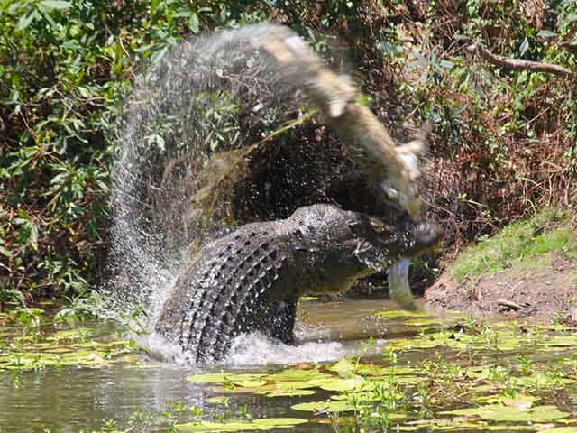 Cá sấu rình rập tung cú đớp ”tử thần” đoạt mạng lợn rừng trong ”nháy mắt”