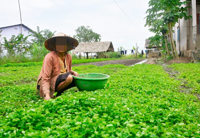 Chúng là cây thuộc loại thân bò, màu xanh lục. Lá mọc ra từ cuống, dài 5-20cm.