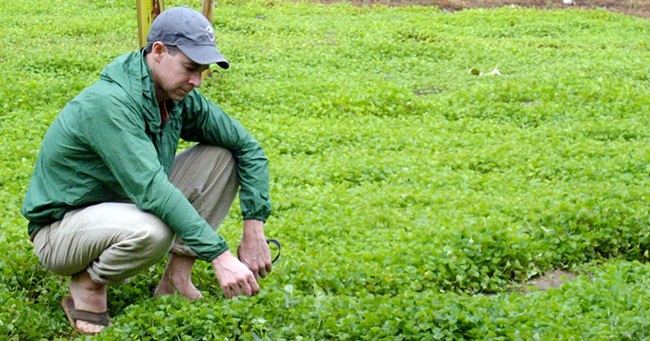 Tuy nhiên, vì có tính hàn nên khi dùng rau má cũng nên tham khảo ý kiến bác sĩ xem có phù hợp cơ địa của cơ thể không.&nbsp;