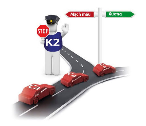 Vitamin K2 được xem như “cảnh sát giao thông” điều hướng canxi di chuyển đúng chỗ