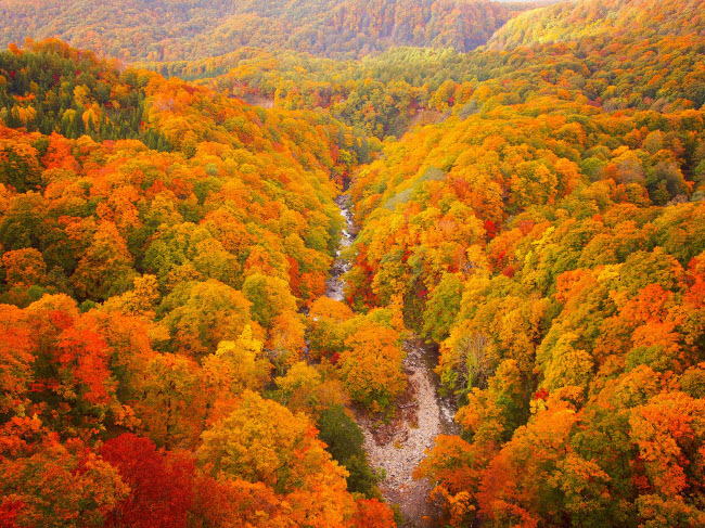 Cây lá vàng và đỏ vào mùa thu tạo nên khung cảnh đẹp như tranh vẽ dọc dòng sông trong vườn quốc gia Towada Hachimantai, Nhật Bản.

