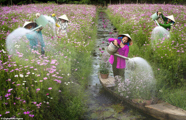 Bức ảnh tuyệt đẹp mang tên “Tưới hoa” được chụp bởi nhiếp ảnh gia Bùi Gia Phú ở Việt Nam.