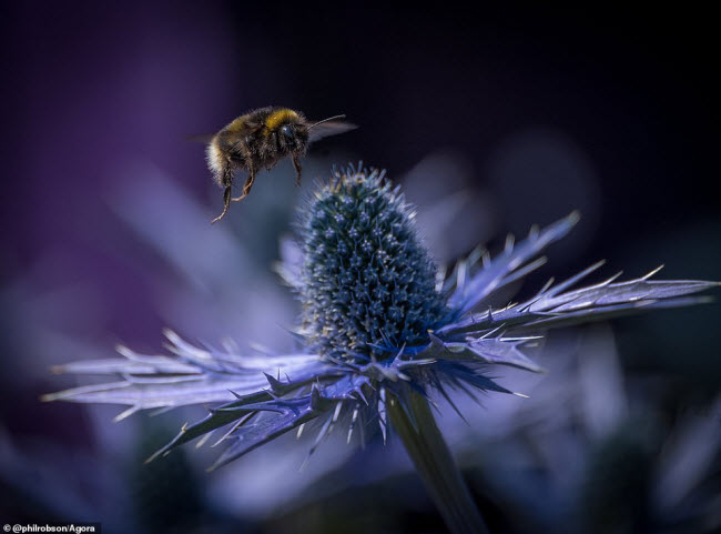 Bức ảnh chụp cận cảnh một con ong hút mật hoa ở Newcastle, Anh.