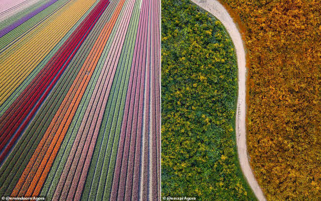 Cánh đồng hoa tulip ở Noordoostpolder, Hà Lan (trái). Khung cảnh mùa xuân ở vùng Loire-Atlantique, Pháp (phải).