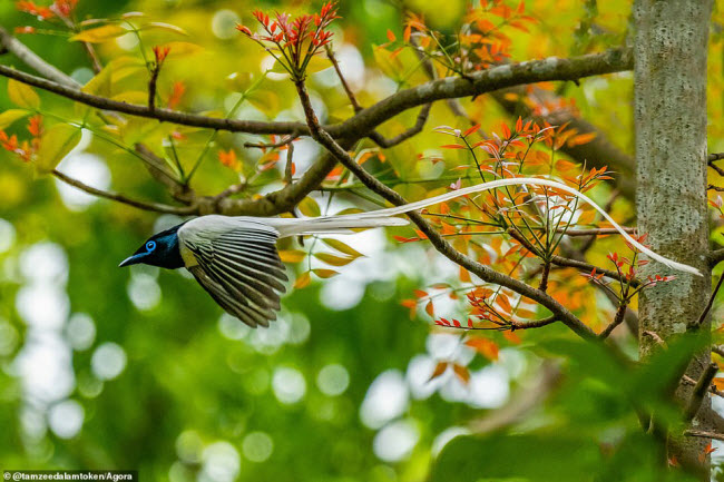 Chim thiên đường Ấn Độ bay qua cây mọc lá non vào mùa xuân ở Rajshahi, Bangladesh.