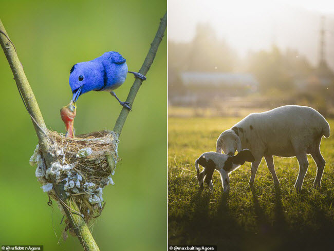 Chim ruồi xanh gáy đen mớm thức ăn cho chim non trên tổ của chúng ở Bangladesh (trái). Cừu con mới chào đời được mẹ chăm sóc dưới nắng sớm mùa xuân ở Hà Lan (phải).