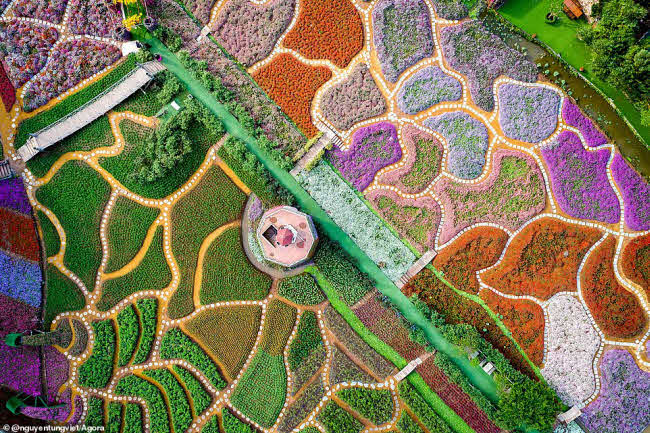 Nhiếp ảnh gia Nguyễn Tùng Việt chụp bức ảnh nhiều sắc màu này tại Thung lũng hoa Hồ Tây, Hà Nội.