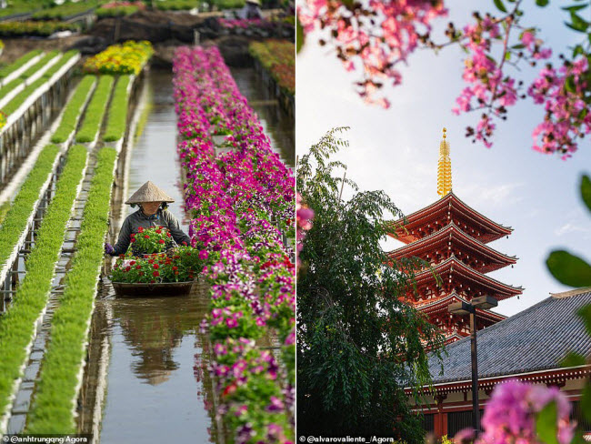 &nbsp;Người dân thu hoạch hoa tại Sa Đéc, Đồng Tháp (trái). Khung cảnh mùa xuân tại ngôi đền Senso-Ji ở thành phố Tokyo, Nhật Bản (phải).