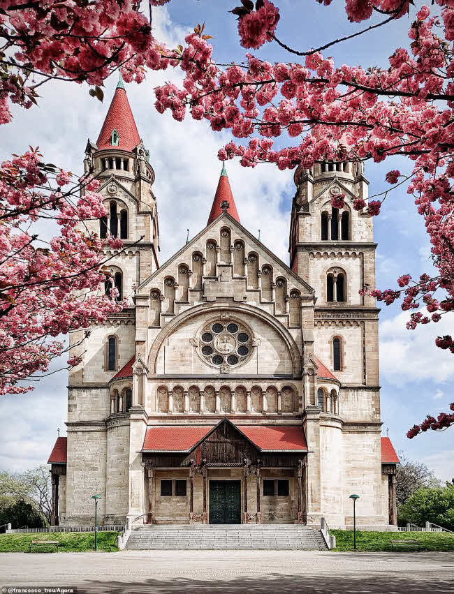 Hoa anh đào nở rộ trước nhà thờ St Francis of Assisi ở thành phố Vienna, Áo.