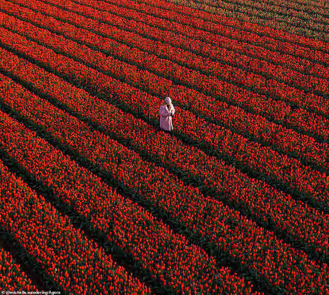 Du khách đi giữa những luống hoa tulip nở rộ trên cánh đồng ở Noordwijkerhout, Hà Lan.