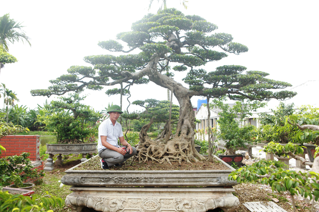 Hai bên cây sanh “Lão mai đại thụ” là cặp sanh dáng long cũng có tuổi đời rất cao, được các nghệ nhân Nam Định nuôi dưỡng, làm cây rất tỉ mỉ, công phu.
