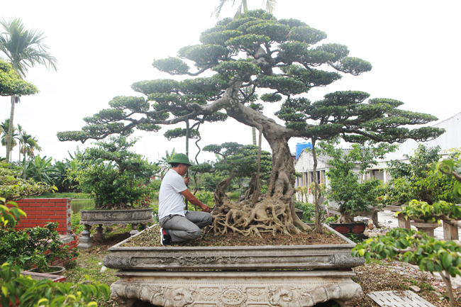 &#34;Tôi mua lại của một ông anh ở Nam Định với giá hơn 5 tỷ đồng. Phải đi lại rất nhiều lần ông ấy mới nhượng lại cho vì anh em biết nhau, đều yêu cây&#34;, anh Hùng nói.
