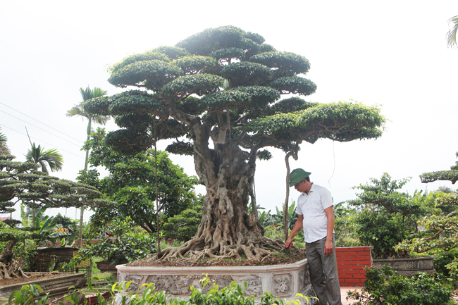 Anh Hùng cho biết anh mới mua được ba cây sanh cách đây mấy tháng của anh em bạn bè trong tỉnh và ngoài tỉnh. Bộ ba cây sanh này có tên “ Song long chầu trực&#34;.
