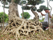 Thị trường - Tiêu dùng - &quot;Đại gia nông thôn&quot; chi 10 tỷ mua 3 cây sanh &quot;khủng&quot;, xôn xao cả một vùng quê