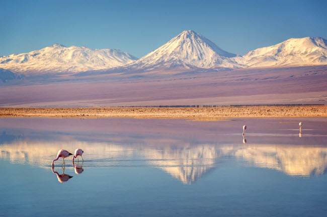 Sa mạc Atacama, Chile: Sa mạc này thực chất là một hồ muối và thời tiết ở đây vô cùng khắc nghiệt. Cơ quan vũ trụ Mỹ (NASA) thường lựa chọn địa điểm này để thử nghiệm các cuộc đổ bộ lên sao Hỏa. Loài động vật đặc trưng của sa mạc mạc Atacama là chim hồng hạc Andean.
