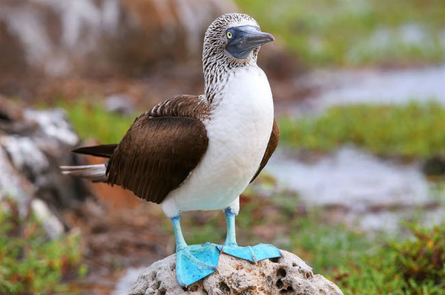 Quần đảo Galápagos, Ecuador: Galápagos là một nhóm đảo hẻo lánh cách bờ biển Ecuador khoảng 970 km. Nơi đây gần như không bị tác động bởi thế giới bên ngoài, nên rất lý tưởng cho các loài động vật hoang dã phát triển. Quần đảo có khoảng 300 loài bò sát khác nhau và nhiều loài chim biển.
