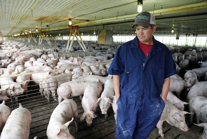 Một nông dân nuôi lợn ở Iowa, Mỹ